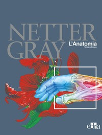 NETTER GRAY - L\'ANATOMIA ANATOMIA DEL GRAY - ATLANTE DI ANATOMIA UMANA DI NETTER di NETTER FRANK H. STANDRING SUSA