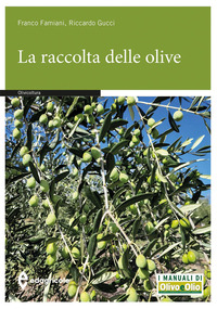 RACCOLTA DELLE OLIVE