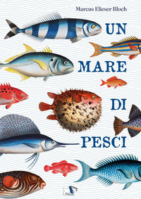 MARE DI PESCI