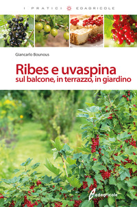 RIBES E UVASPINA SUL BALCONE IN TERRAZZO IN GIARDINO