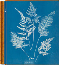 Anna atkins. cyanotypes. ediz. inglese, francese e tedesca 