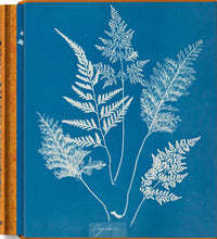 Anna atkins. cyanotypes. ediz. inglese, francese e tedesca 