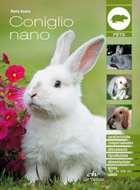Coniglio nano 