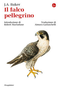 Falco pellegrino 