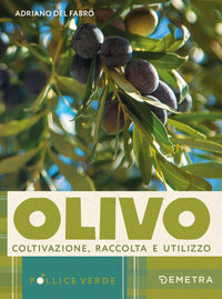 Olivo - coltivazione raccolta e utilizzo 