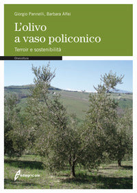 Olivo a vaso policonico 