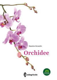 Orchidee 