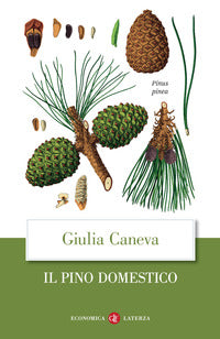 Pino domestico 