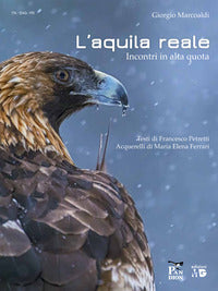 Aquila reale - incontri in alta quota 