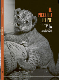 Piccolo leone 
